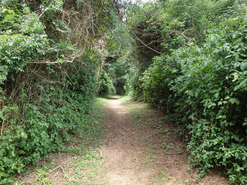 A nice jungle tunnel bike path.